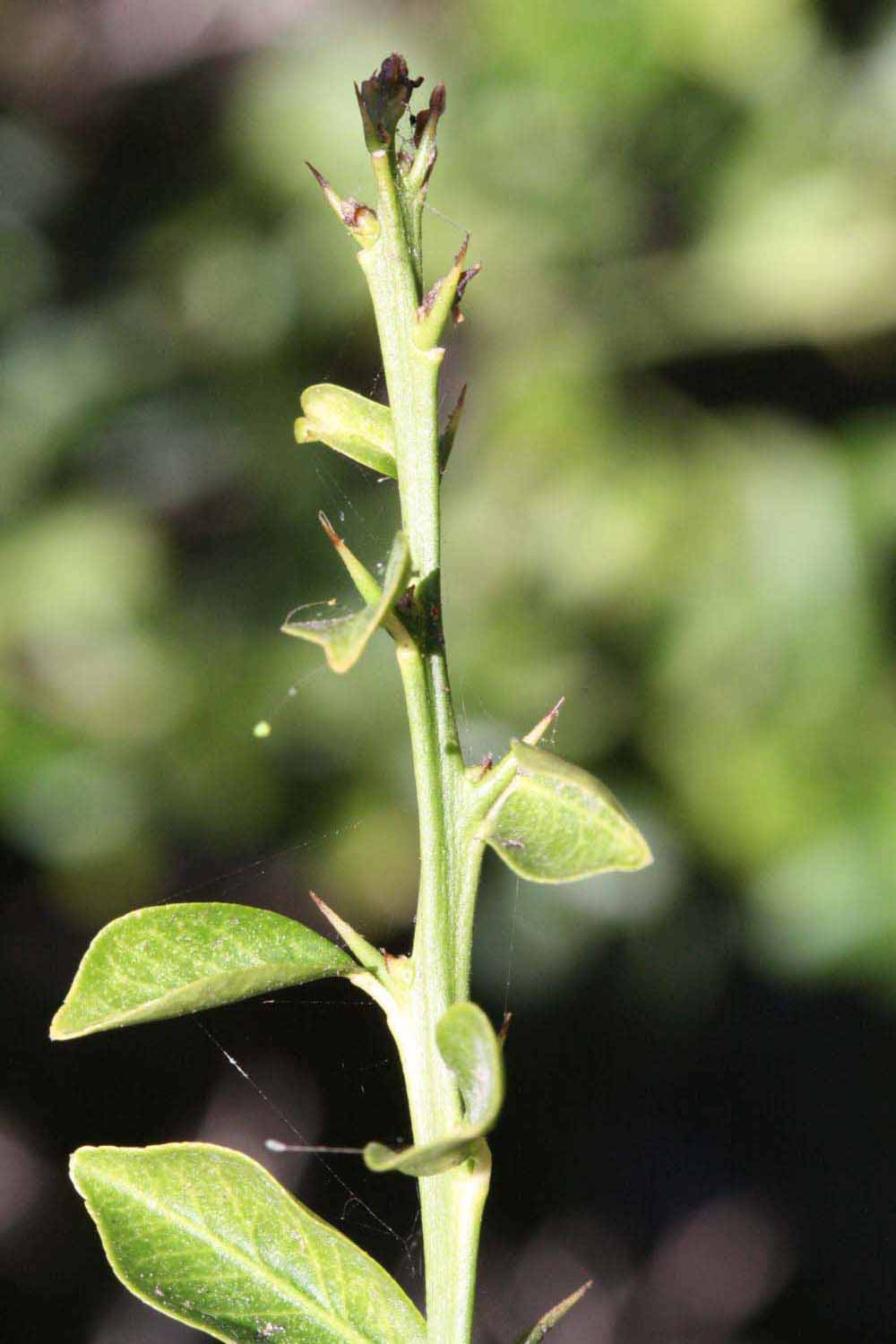              First year twig (Riverside, CA)       